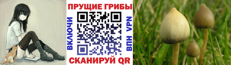 Купить где  Ейск  Псилоцибиновые грибы мухоморы 